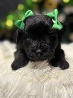 Olivia Benson, a female Miniature Schnauzer for sale in Marrero, LA – Photo 9 of 10