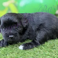 Olivia Benson, a female Miniature Schnauzer for sale in Marrero, LA – Photo 5 of 10