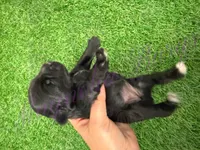 Amanda Rollins, a female Miniature Schnauzer for sale in Marrero, LA – Photo 2 of 10