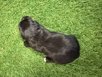 Amanda Rollins, a female Miniature Schnauzer for sale in Marrero, LA – Photo 10 of 10