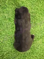 Amanda Rollins, a female Miniature Schnauzer for sale in Marrero, LA – Photo 4 of 10