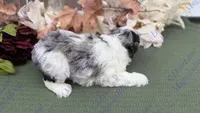 Rafiki, a male Miniature Schnauzer for sale in Marrero, LA – 5 of 8