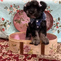 Susie, a female Miniature Schnauzer for sale in Marrero, LA – 8 of 10