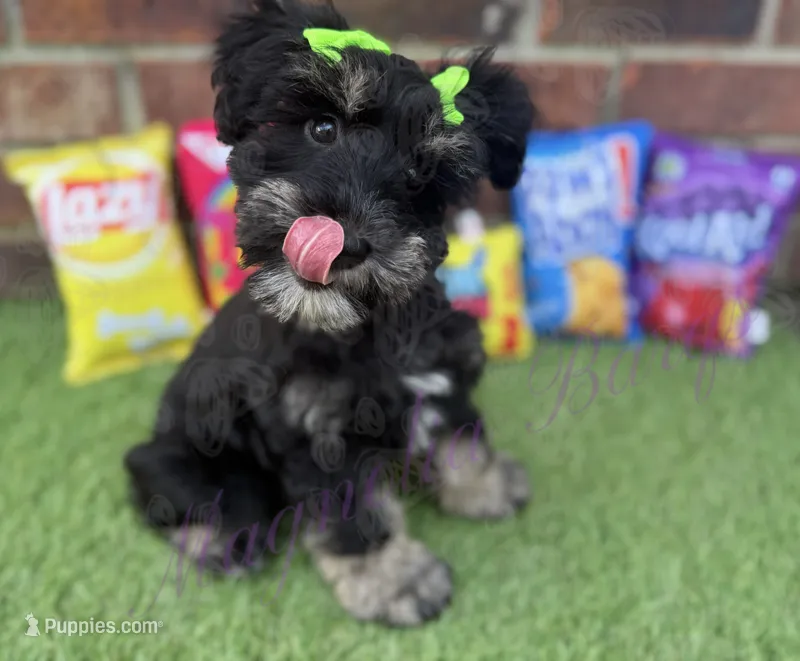 Susie – Miniature Schnauzer puppy for sale in Marrero, LA