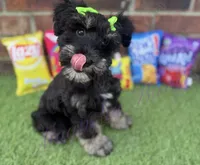 Susie, a female Miniature Schnauzer for sale in Marrero, LA – 4 of 10