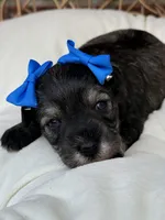 Kimi, a female Miniature Schnauzer for sale in Marrero, LA – Photo 2 of 10
