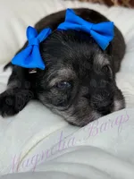 Kimi, a female Miniature Schnauzer for sale in Marrero, LA – Photo 3 of 10