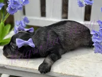 Kimi, a female Miniature Schnauzer for sale in Marrero, LA – Photo 8 of 10