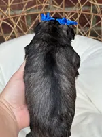 Kimi, a female Miniature Schnauzer for sale in Marrero, LA – Photo 4 of 10