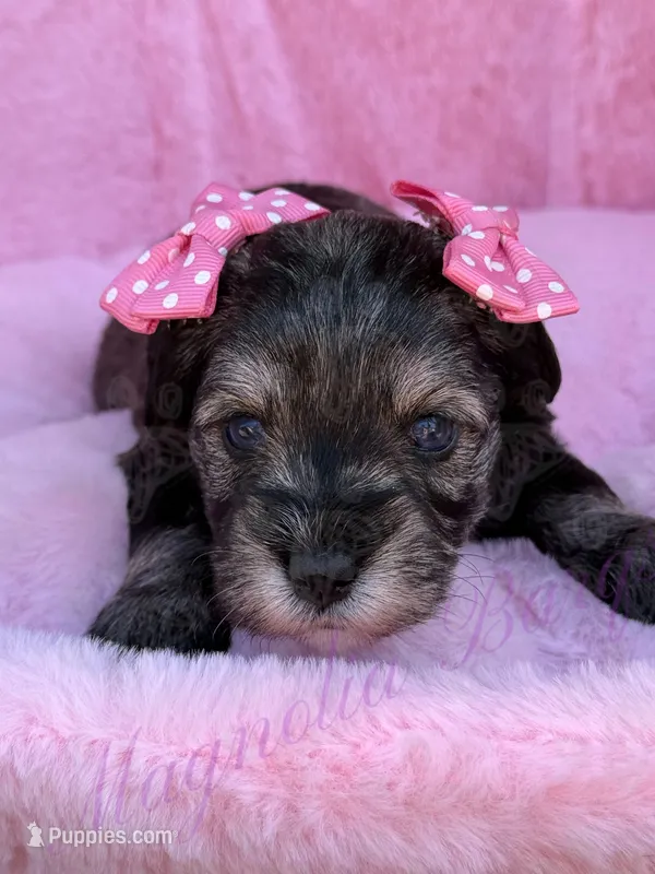 Kimi – Miniature Schnauzer puppy for sale in Marrero, LA