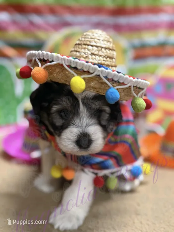 Chuckie – Miniature Schnauzer puppy for sale in Marrero, LA