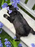 Kimi, a female Miniature Schnauzer for sale in Marrero, LA – Photo 7 of 10