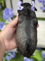Kimi, a female Miniature Schnauzer for sale in Marrero, LA – Photo 9 of 10