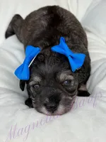 Kimi, a female Miniature Schnauzer for sale in Marrero, LA – Photo 1 of 10