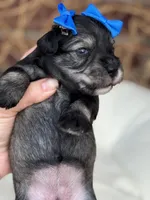 Kimi, a female Miniature Schnauzer for sale in Marrero, LA – Photo 5 of 10