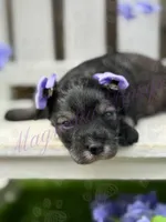 Kimi, a female Miniature Schnauzer for sale in Marrero, LA – Photo 6 of 10