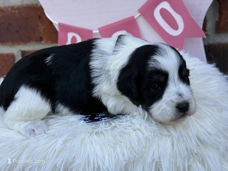 Putzie – Miniature Schnauzer puppy for sale in Marrero, LA