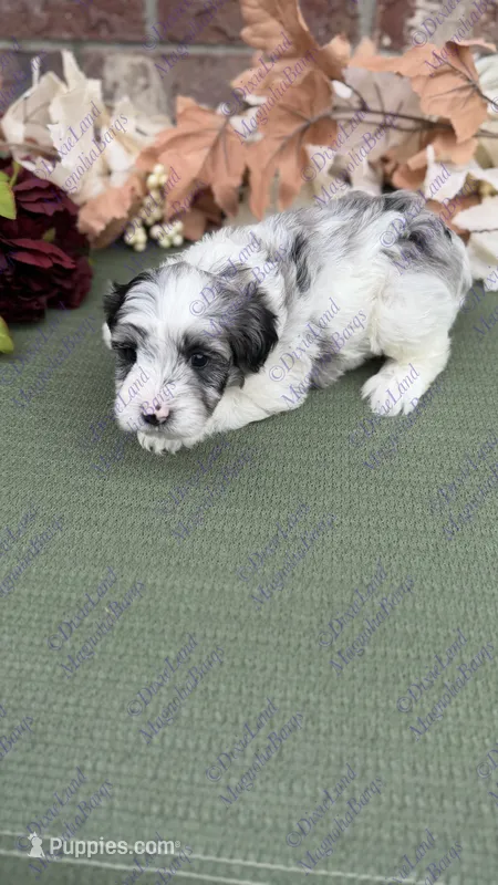Rafiki – Miniature Schnauzer puppy for sale in Marrero, LA