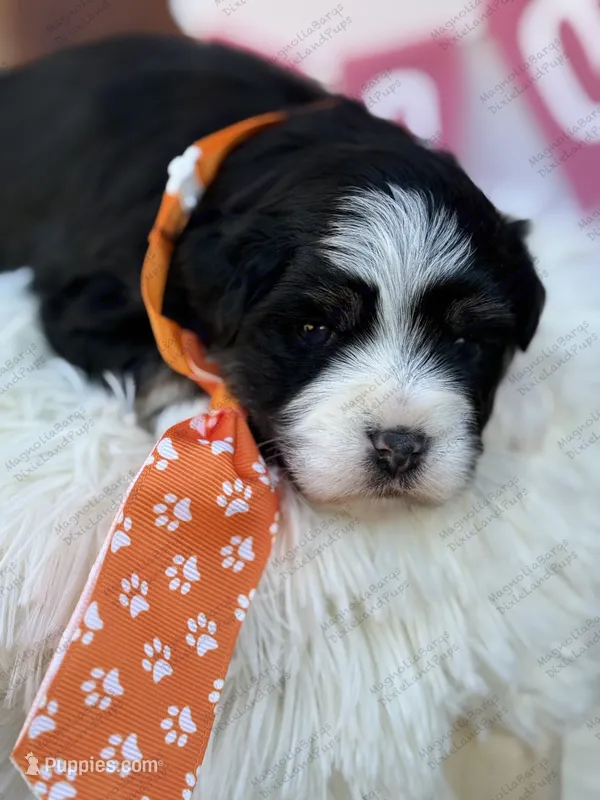Kenickie – Miniature Schnauzer puppy on hold in Marrero, LA