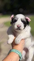 Nala, a female Miniature Schnauzer for sale in Marrero, LA – 3 of 3