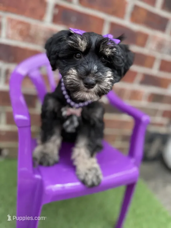 Susie – Miniature Schnauzer puppy for sale in Marrero, LA