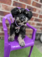 Susie, a female Miniature Schnauzer for sale in Marrero, LA – 1 of 10