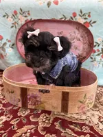 Susie, a female Miniature Schnauzer for sale in Marrero, LA – 7 of 10