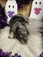 Danny, a male Miniature Schnauzer for sale in Marrero, LA – 5 of 10
