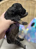 Sonny, a male Miniature Schnauzer for sale in Marrero, LA – 9 of 9
