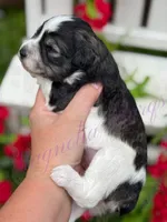 Chuckie, a male Miniature Schnauzer for sale in Marrero, LA – Photo 9 of 10
