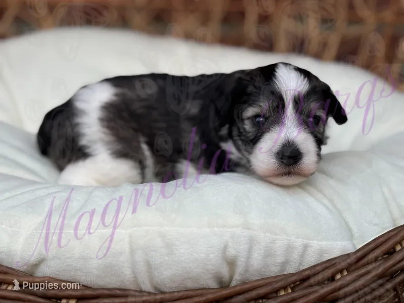 Chuckie – Miniature Schnauzer puppy for sale in Marrero, LA