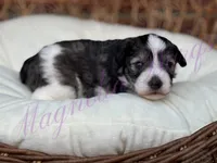 Chuckie, a male Miniature Schnauzer for sale in Marrero, LA – Photo 1 of 10