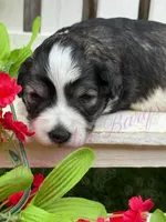 Chuckie, a male Miniature Schnauzer for sale in Marrero, LA – Photo 8 of 10