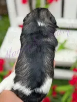 Chuckie, a male Miniature Schnauzer for sale in Marrero, LA – Photo 7 of 10