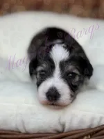 Chuckie, a male Miniature Schnauzer for sale in Marrero, LA – Photo 3 of 10