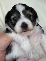 Chuckie, a male Miniature Schnauzer for sale in Marrero, LA – Photo 4 of 10