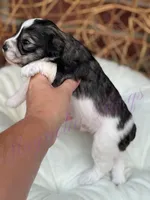 Chuckie, a male Miniature Schnauzer for sale in Marrero, LA – Photo 2 of 10