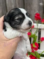 Chuckie, a male Miniature Schnauzer for sale in Marrero, LA – Photo 10 of 10