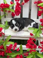 Chuckie, a male Miniature Schnauzer for sale in Marrero, LA – Photo 6 of 10