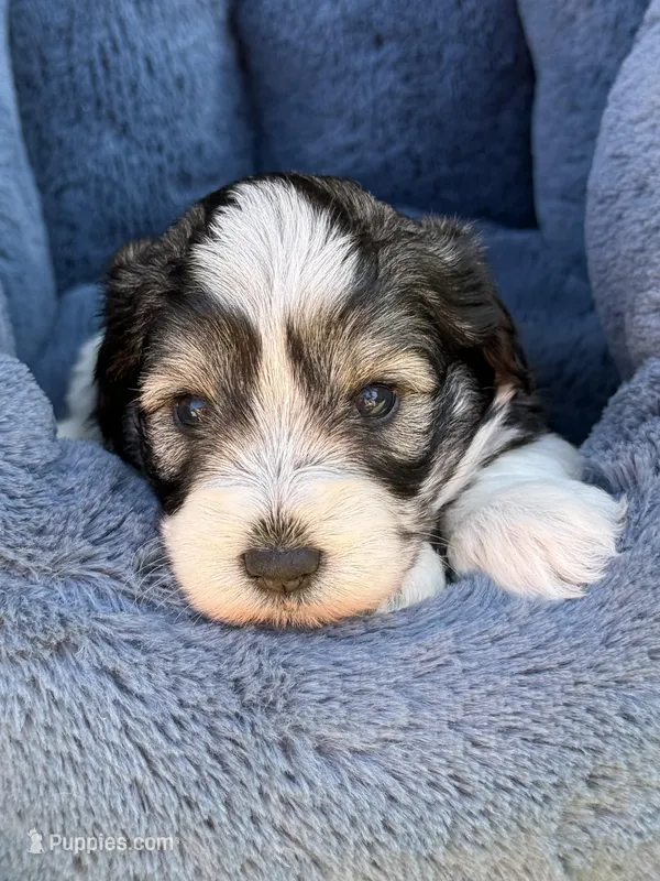 Chuckie – Miniature Schnauzer puppy for sale in Marrero, LA