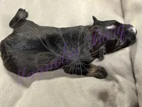 Sonny, a male Miniature Schnauzer for sale in Marrero, LA – 8 of 9