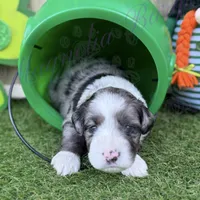 Elliott Stabler, a male Miniature Schnauzer for sale in Marrero, LA – Photo 3 of 10