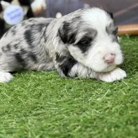 Elliott Stabler, a male Miniature Schnauzer for sale in Marrero, LA – Photo 5 of 10