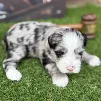 Elliott Stabler, a male Miniature Schnauzer for sale in Marrero, LA – Photo 1 of 10