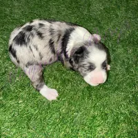 Elliott Stabler, a male Miniature Schnauzer for sale in Marrero, LA – Photo 10 of 10