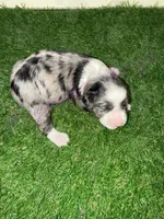 Elliott Stabler, a male Miniature Schnauzer for sale in Marrero, LA – Photo 6 of 10