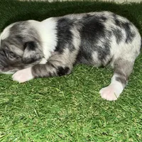 Elliott Stabler, a male Miniature Schnauzer for sale in Marrero, LA – Photo 9 of 10