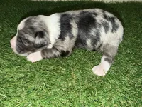 Elliott Stabler, a male Miniature Schnauzer for sale in Marrero, LA – Photo 8 of 10