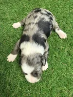 Elliott Stabler, a male Miniature Schnauzer for sale in Marrero, LA – Photo 10 of 10