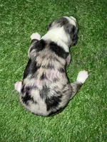 Elliott Stabler, a male Miniature Schnauzer for sale in Marrero, LA – Photo 5 of 10